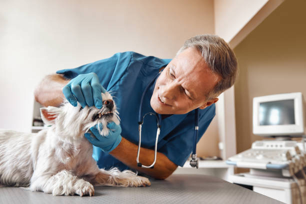 Best Knocked-Out Tooth (Avulsed Tooth) Treatment in Cheviot, OH